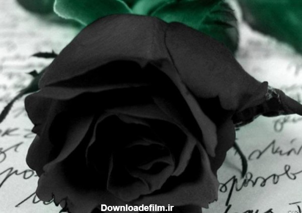 عکس گل رز سیاه برای پروفایل - عکس نودی