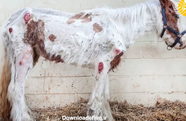 نجات باورنکردنی اسبِ مرده از مرگ +عکس
