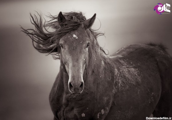 تصاویر دیدنی سیاه و سفید از اسب‌های وحشی | پایگاه خبری بامداد فردا