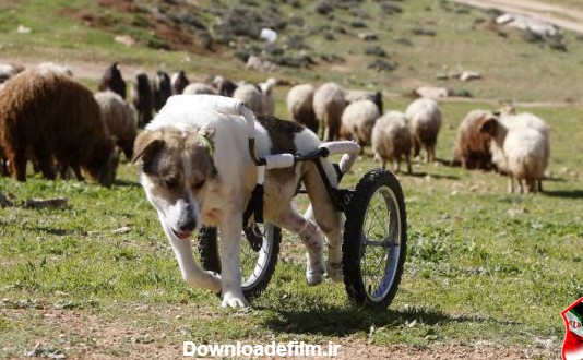 سگ گله ای که با ویلچیر راه می رود! (+عکس)