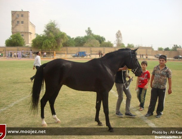 مسابقات اسب اصیل عرب در خوزستان (+عکس)