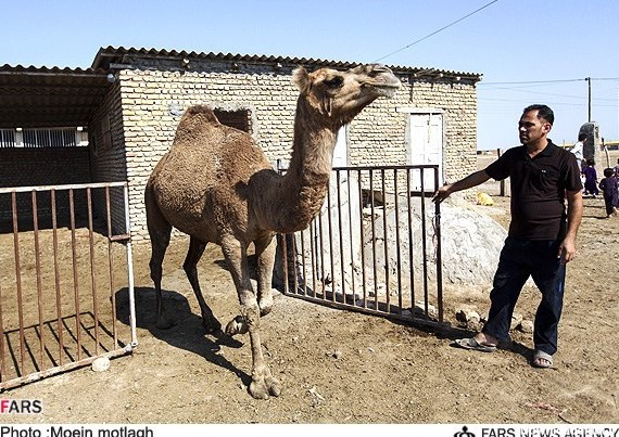 ذبح شتر و گاو در ترکمن صحرا | خبرگزاری فارس