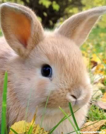 میخوام خرگوش بخرم💖😘عکس های خرگوش - 💖🐞🐾🐞🐾میراکلس لند🐾🐞🐾🐞💖
