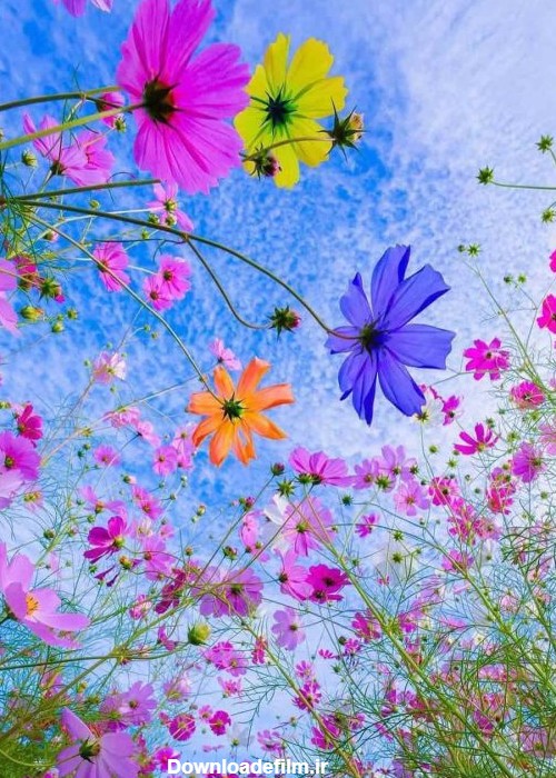 عکس پروفایل گل زیبا    | پیکوپیکس