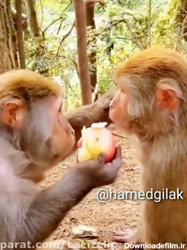 صداگذاری خنده دار حیوانات. کلیپ طنز میمون . حامد گیلک