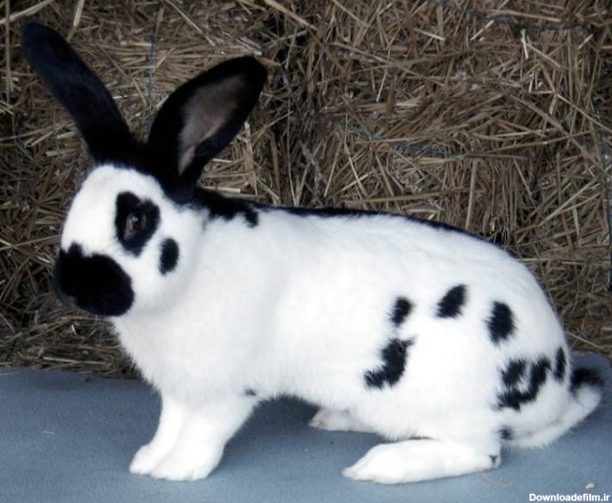فهرستی از نژادهای مختلف خرگوش (قسمت اول)-@ITPetnet