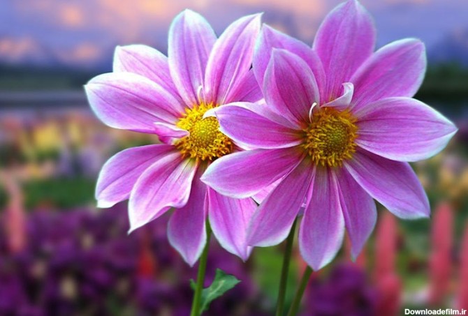 این ۱۰ گل، زیباترین گل‌ های جهان هستند - ایوار