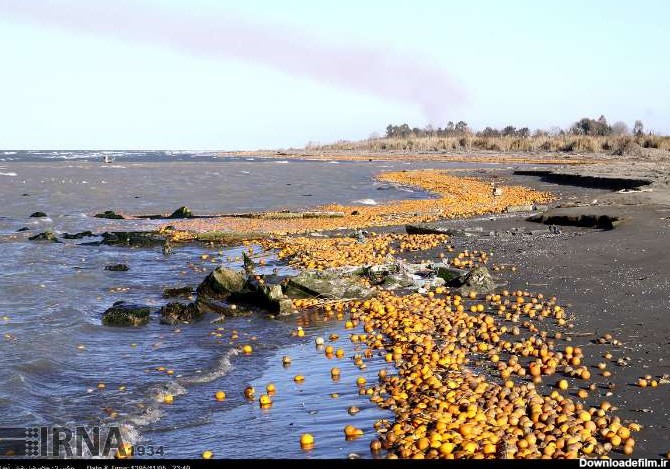 دریای خزر زباله دان میوه های سرمازده (عکس)