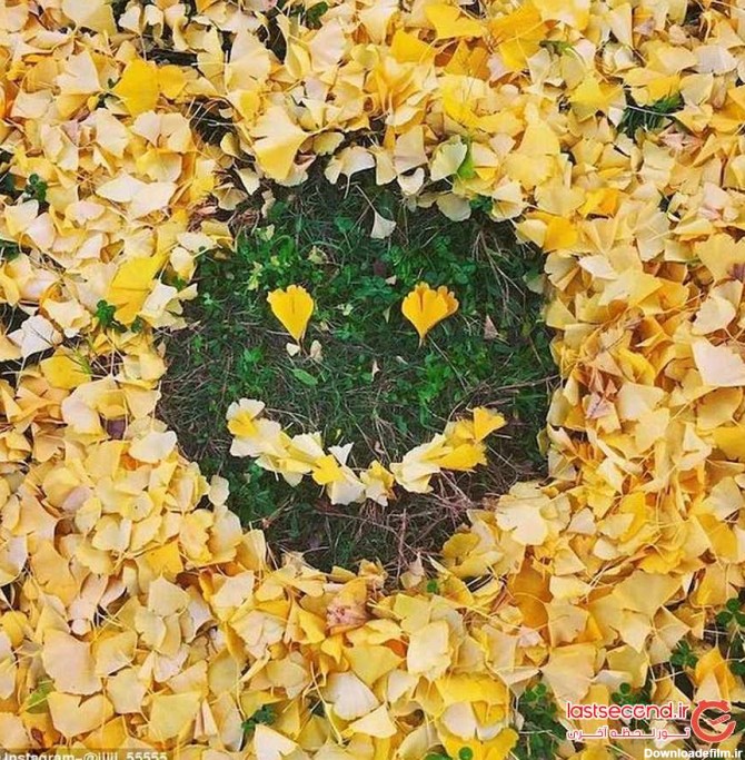 آثار هنری زیبا که از ریزش برگ درختان ساخته شده اند | لست‌سکند