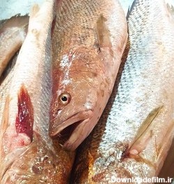 خرید و قیمت ماهی شوریده ،شوریده هندیجان یکی از بهترین و لذیذترین ...