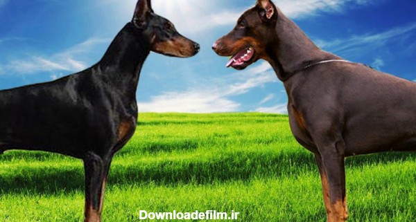 تفاوت دوبرمن اروپایی و امریکایی - سرزمین سگ ها