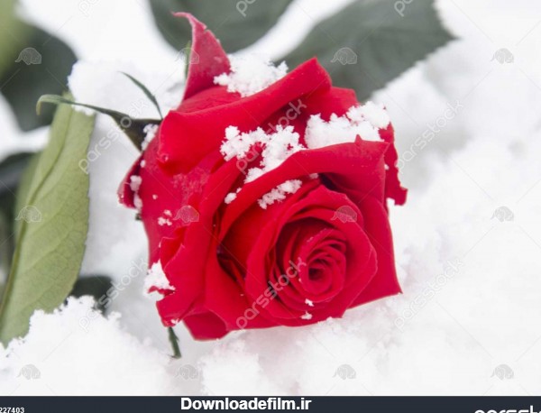 گل رز قرمز در پس زمینه برف 1227403