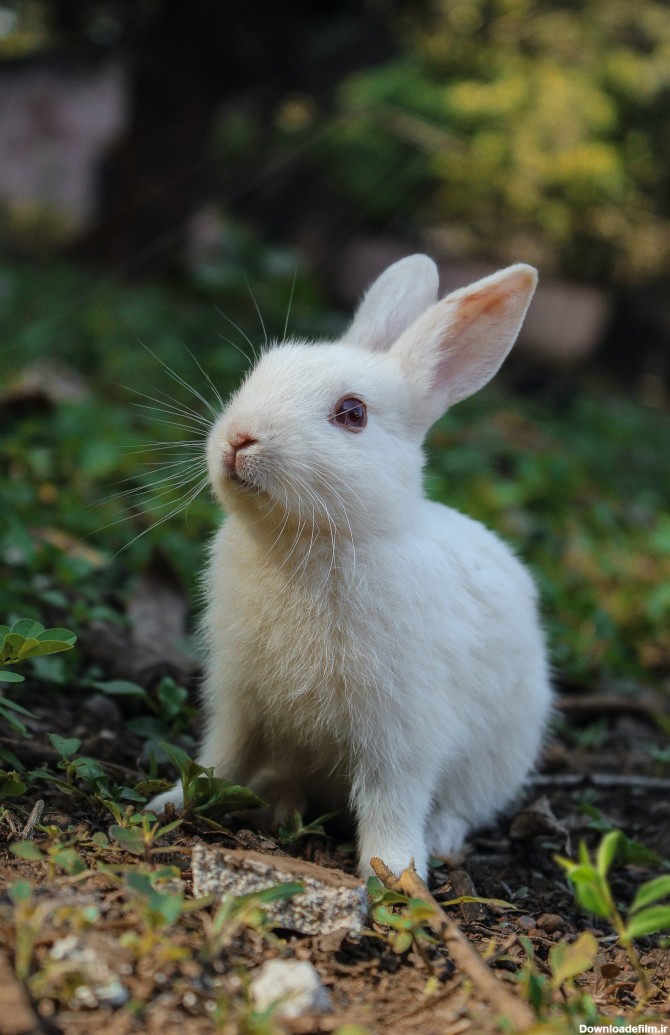 عکس بچه خرگوش - قاب دیدنگار