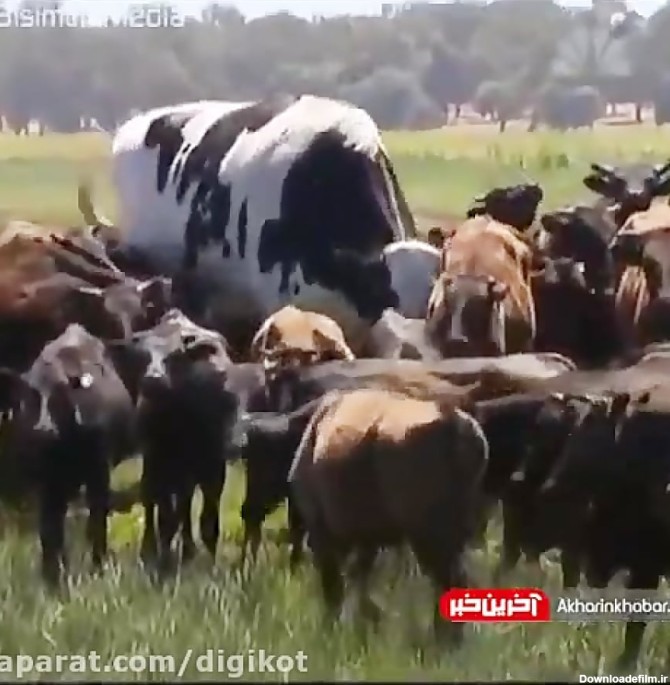بزرگترین گاو دنیا