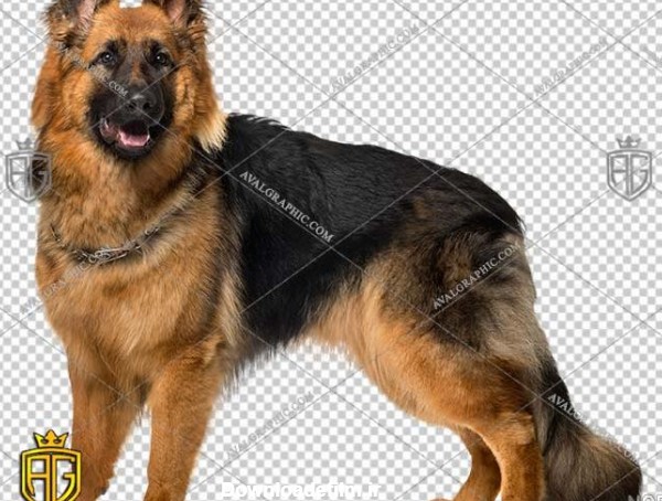 پلیسی وحشی عکس سگ ژرمن