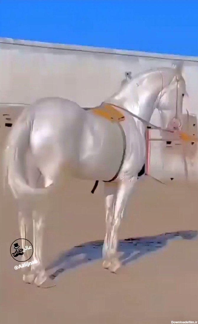 زیباترین اسب جهان با رنگی خاص و نژادی ایرانی