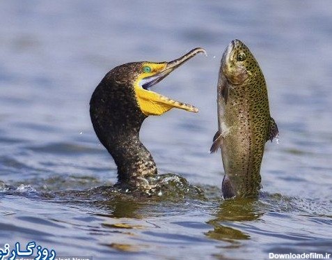 آخرین خبر | عکس/ سرنوشت تلخ ماهی قزل آلا رنگین کمان