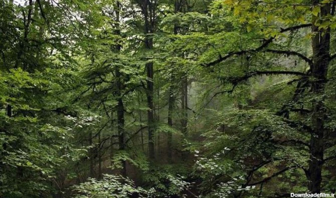 پوشش انبوه گیاهی درختان جنگل های هیرکانی شمال