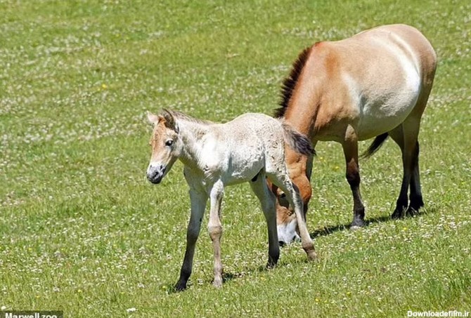 ببینید | تولد یک کره اسب نادر در خطر انقراض