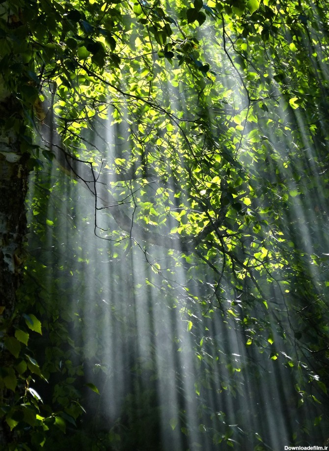 عکس زمینه نور بین درختان جنگل با برگ سبز پس زمینه | والپیپر گرام