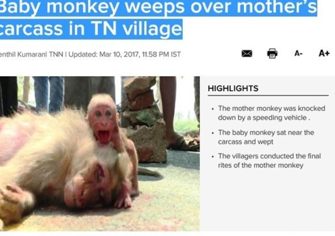 اشک‌های بچه میمون در کنار جسد مادرش + فیلم و عکس