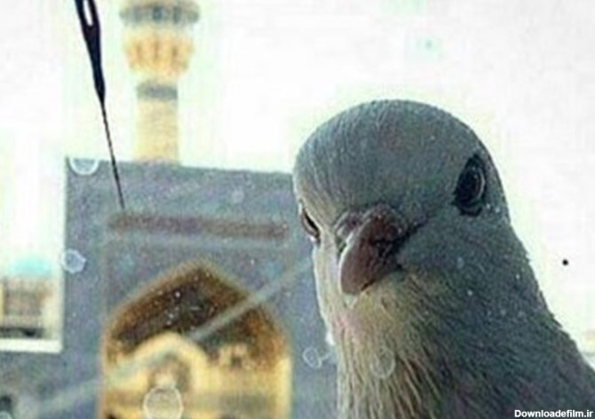 عکس سلفی کبوتر زیبای حرم امام رضا(ع) - تسنیم
