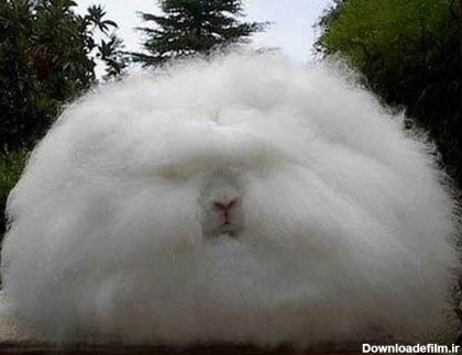 عجیب ترین خرگوش دنیا +تصاویر - مهین فال