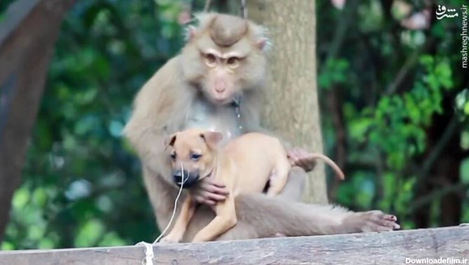 میمون‌های قاتل ۲۵۰ توله سگ را کشتند +عکس - مشرق نیوز