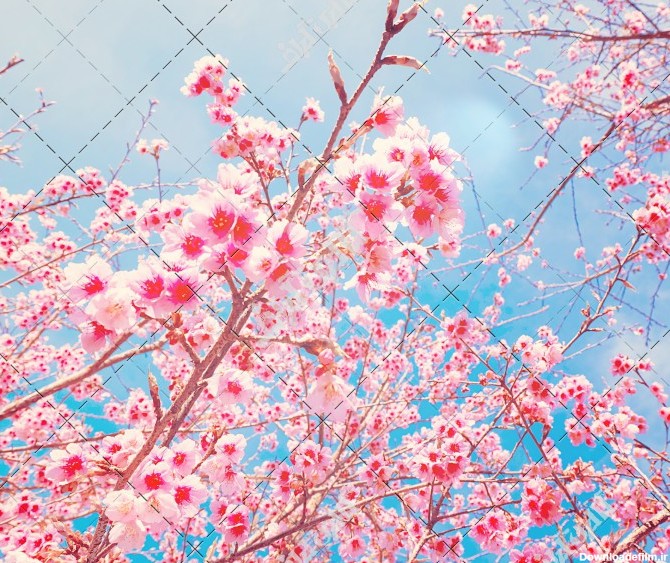 فصل زیبای بهار شکوفه درخت گیلاس