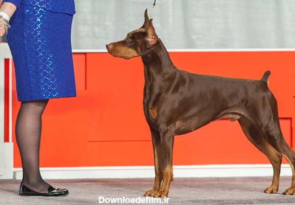 مشخصات کامل، قیمت و خرید نژاد سگ دوبرمن پینچر (Doberman Pinscher ...