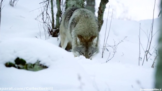 صحنه های بسیار جالب و دیدنی از نحوه زندگی و شکار گرگ ها در زمستان