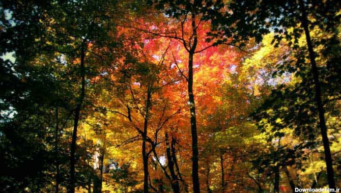 تصویر باکیفیت درختان پرشاخ و برگ پاییزی در جنگل