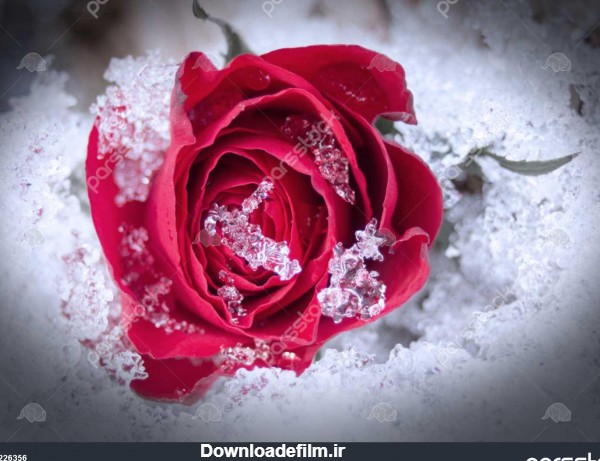 گل رز قرمز در برف 1226356