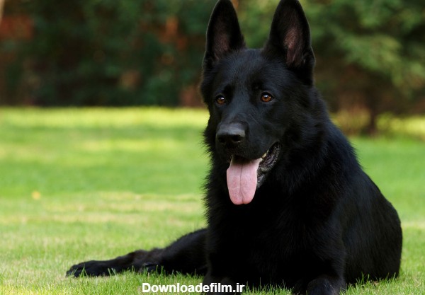 سگ سیاه نژاد ژرمن شپرد black german shepherd