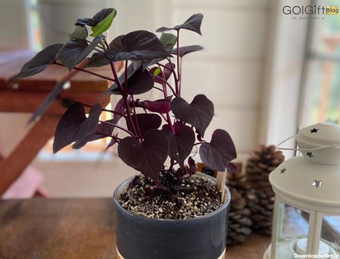 نگهداری از گیاه ایپومیا در خانه | گل گیفت