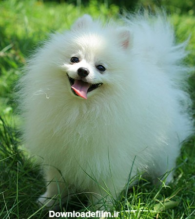 عکس سگ روباهی سفید