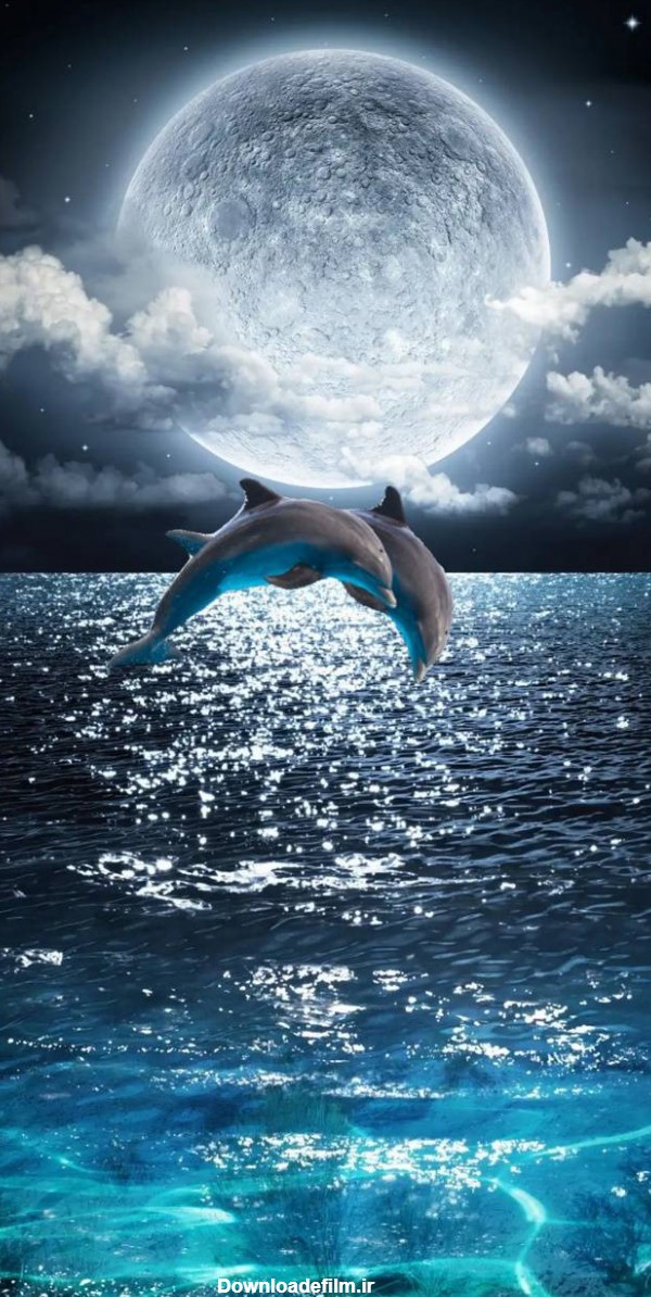 عکس زمینه دلفین و شب دریا پس زمینه