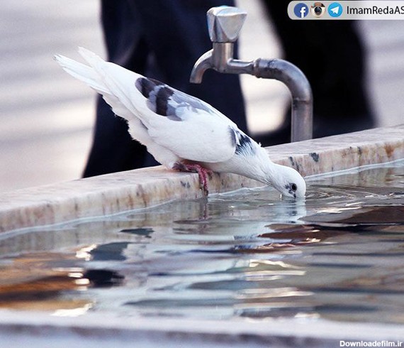 تصویری زیبا از کبوتر حرم امام رضا | خبرنامه دانشجویان ایران