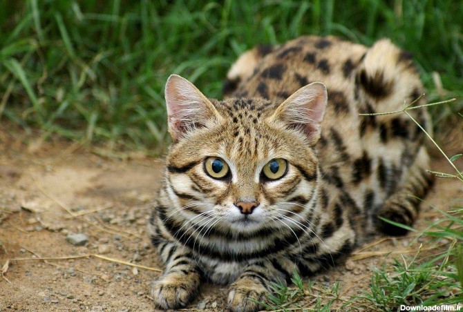 گربه پاسیاه را بشناسید/ تصویری از مرگبارترین گربه جهان+عکس