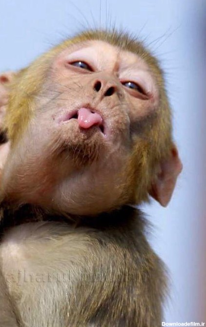میمون هرچی زشت تره - عکس ویسگون
