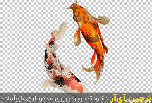 Borchin-ir-japanese colorful fishes نقاشی ماهی قرمز زیبا با طرح و نقش مختلف۲