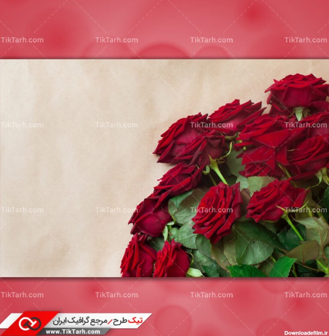 دانلود عکس باکیفیت گلهای رز قرمز