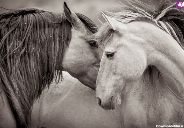 تصاویر دیدنی سیاه و سفید از اسب‌های وحشی - جهان نيوز