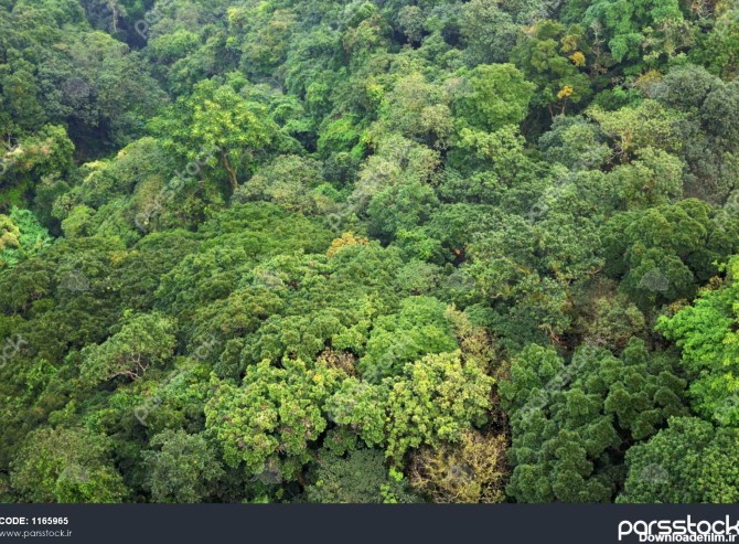 پر جنب و جوش پس زمینه زیبا از درختان از جنگل باران آمریکای مرکزی ...