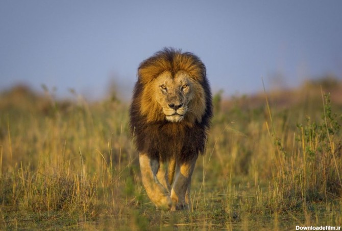 خبرآنلاین - تصاویر | شیر شاه واقعی!