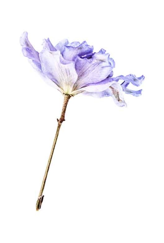 کلیپ آرت باکیفیت شاخه گل آبی زیبا