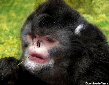 فرارو | کشف گونه‌ای میمون که مرتب عطسه می کند +عکس