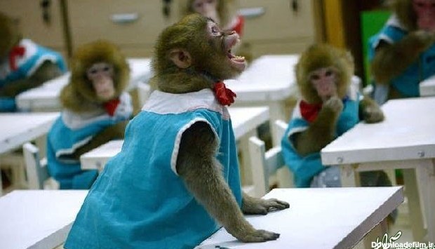 مدرسه میمون‌ها در چین! +تصاویر