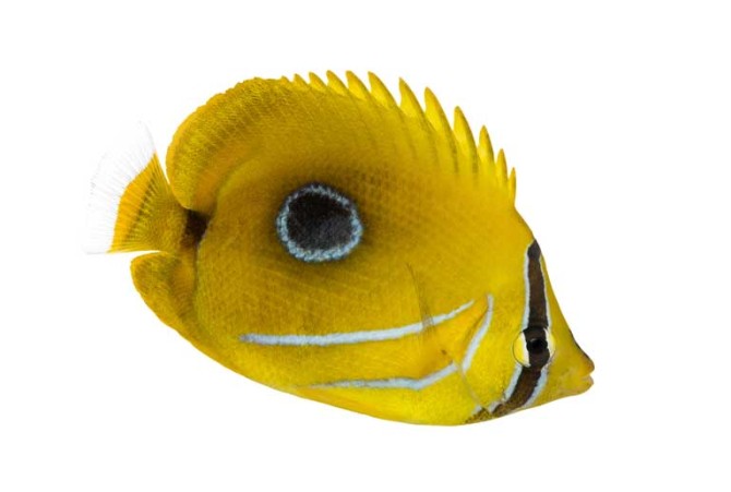 دانلود طرح ماهی زرد رنگ