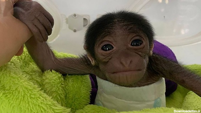 این بچه میمون با سزارین متولد شد + عکس